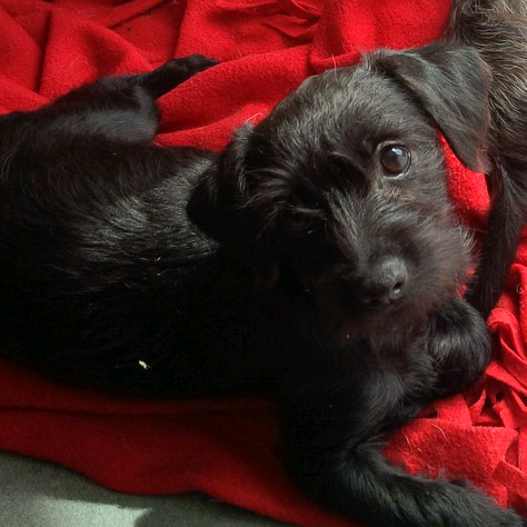 gumtree poodle cross